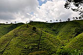 Plantations on steep slopes of the Mount Lawu. 